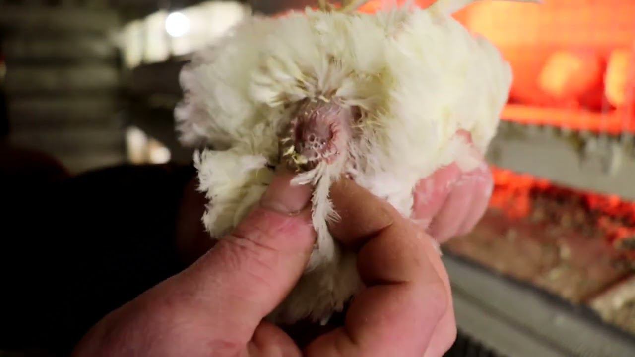 Молодые перепела техасцы, как различать Петух или курица смотреть онлайн