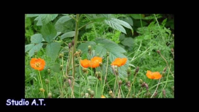 Песня на стихи С.Маршака. смотреть онлайн