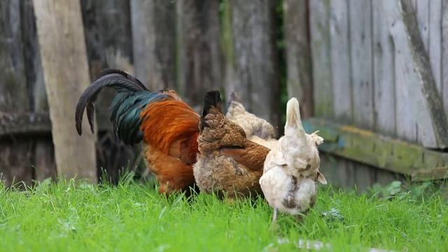 Звуки русской деревни. Пение петухов и птиц, лай собак и колка дров, голоса лошадей и свеней. смотреть онлайн