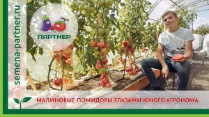 МАЛИНОВЫЕ ПОМИДОРЫ ГЛАЗАМИ ЮНОГО АГРОНОМА