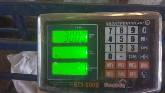 Очередное взвешивание Гиссарского баранчика который окотился 30 кг. (14.03.2022 г.) +79054444790 смотреть онлайн