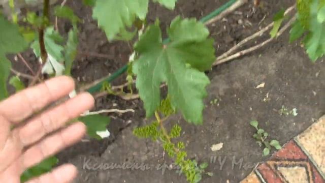 ИЮНЬ НА ДАЧЕ ВИНОГРАД. обработка перед цветением. смотреть онлайн