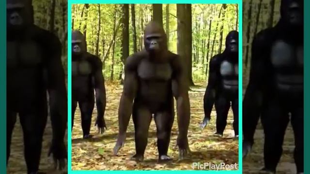 Shake it off gorilla style p2??????? смотреть онлайн