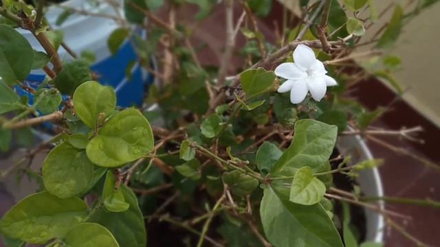 Organic Pink jasmine and Hibiscus смотреть онлайн