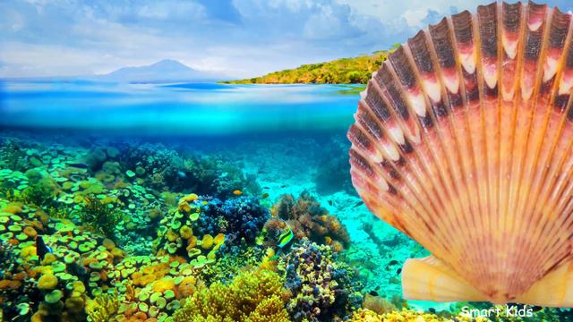 Животные для детей часть 6 | Морские животные | Учим звуки морских животных смотреть онлайн