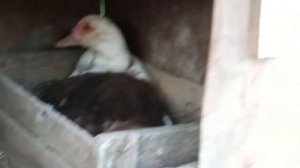 Сколько яиц несёт мускусная утка за одну кладку? Сядет ли утка на яйца?