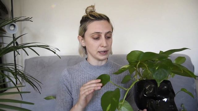 POTHOS Care | Epipremnum Aureum Care Tips & Tricks