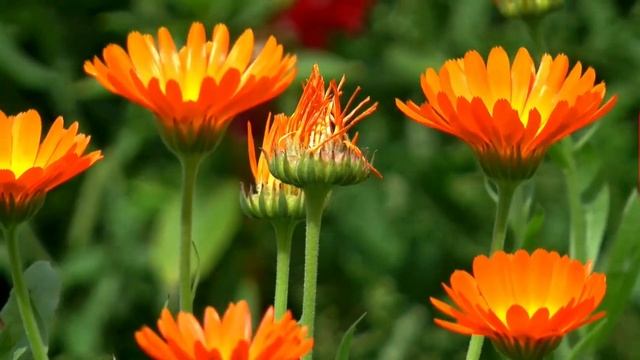 8 июня лунный календарь. Фаза луны сегодня. Лунный знак. 10 лунные сутки / Татьянин день смотреть онлайн