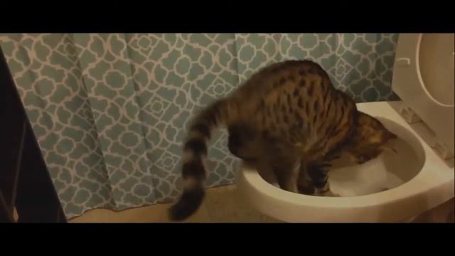 КОТА СМЫЛИ В УНИТАЗ!!! ШОК!!! смотреть онлайн