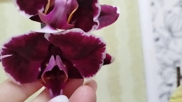 Капризуля Каменная Роза и Леди Африканский Закат смотреть онлайн