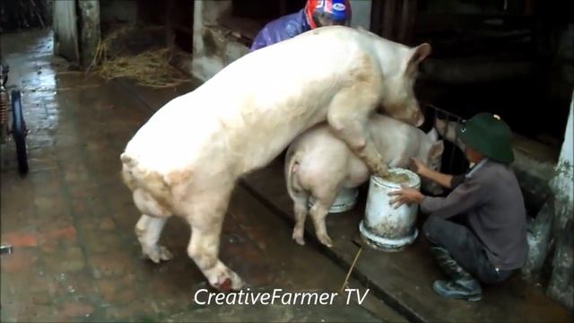 Pig Mating Big Boar vs Small Sow ★ Life of Pigs P131✔ смотреть онлайн