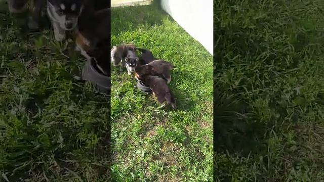 Щенки метисы хаски смотреть онлайн