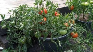 Монгол Карлик – молодец! Очень необычный сорт