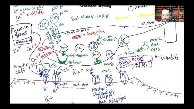 Schematic Drawing of Neuromuscular junction (NMJ), Succinylcholine, Myasthenia Gravis, Tubocurarine смотреть онлайн