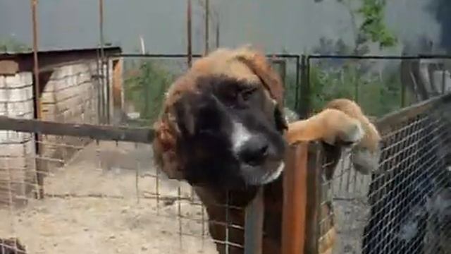 medelyan-4m2.divx смотреть онлайн