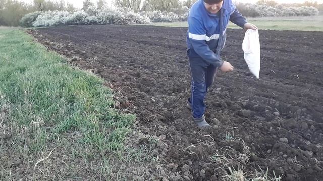 Сажаю Фацелию для подавления роста сорняков, для улучшения почвы, для севооборота и как медонос смотреть онлайн