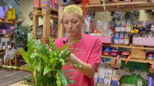 Калатея Руфибарба Блю Грасс - красотка с волнистыми листьями | Как ухаживать за калатеей дома