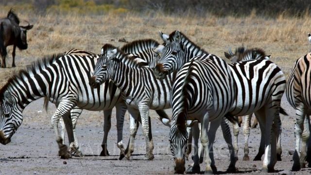 A herd of Zebra,Equus quagga burchellii licking their lips with their pink tongues смотреть онлайн