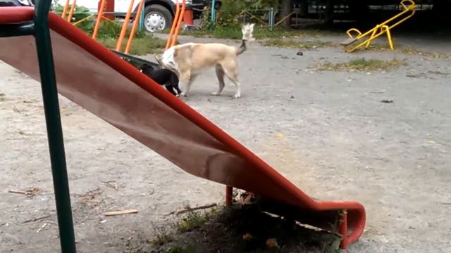 Жизнь собак смотреть онлайн