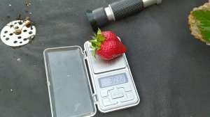 Новый сорт клубники НСД с обалденным вкусом обзор и дегустация