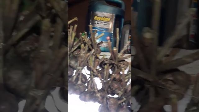 Чеснок на зиму. Хранение. смотреть онлайн