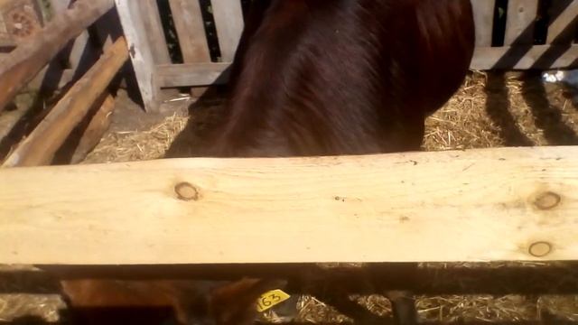 Хлеб,булочки,батоны-как добавка к корму бычкам.https://youtu.be/2NAkgUJzIJg