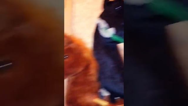 знакомьтесь это Бархат и Арибель смотреть онлайн