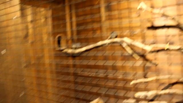 Сказочная страна ! Волшебной красоты домики ,а также - Еноты, Носухи, Альпака, Обезьяна смотреть онлайн