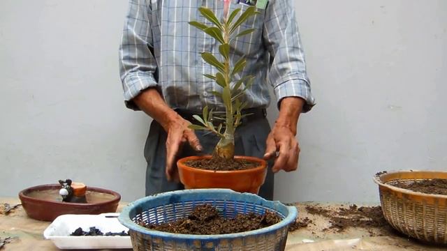 Bonsai de Adenium obesum si o no смотреть онлайн
