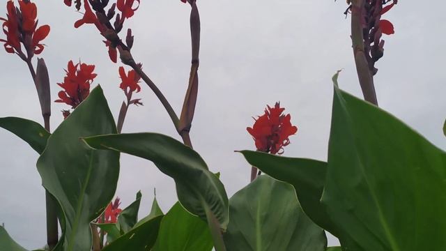 Канны-выращивание и уход в открытом грунте!