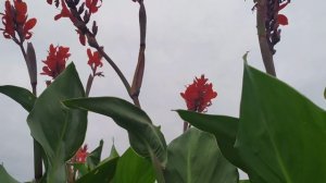 Канны-выращивание и уход в открытом грунте!