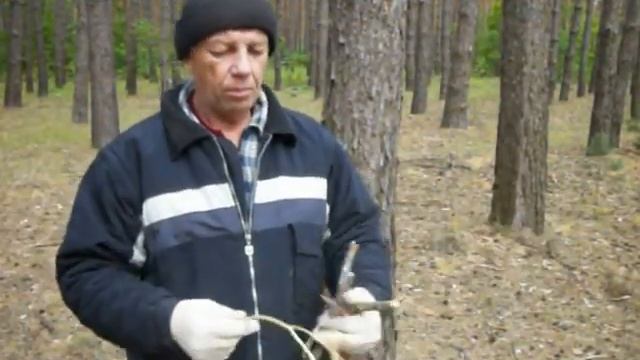 Заготовка и очистка соснового корня. смотреть онлайн