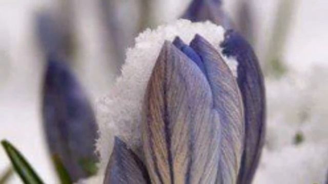 "Весна пришла" стихи Светланы Вороневич смотреть онлайн