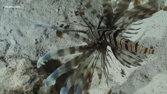 Львиная скорпена донный хищник смотреть онлайн