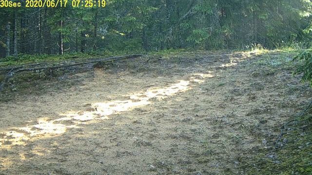 Любопытный заяц-беляк смотреть онлайн