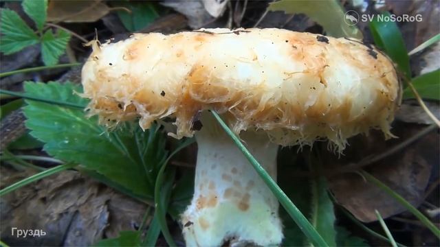 Уборка без хлопот