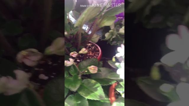 Фиалки и немного черенков пеларгоний на стеллаже смотреть онлайн