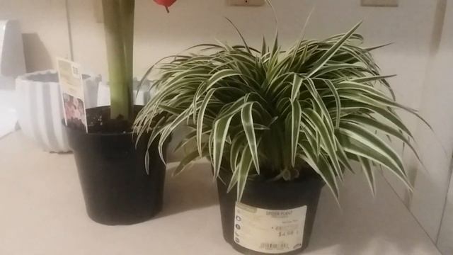 House Plant Haul For The Season | Amaryllis