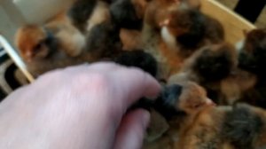 ЦЫПЛЯТА  СУТОЧНЫЕ ОРПИНГТОНА ЗОЛОТООКАЙМЛЕННОГО