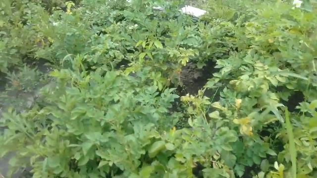 Копаю КАРТОШКУ на сдвоенных рядах Освобождаю огурцы от картошки 14 07 2018г смотреть онлайн