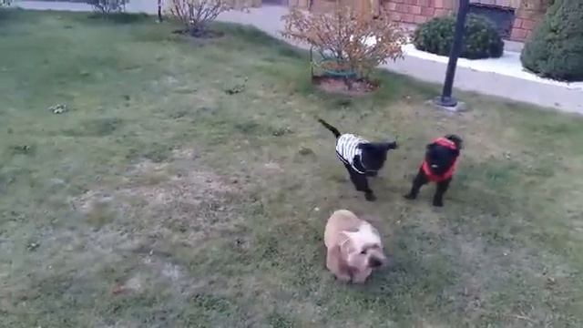 Бельгийский гриффон. Выпускники нашего питомника. смотреть онлайн