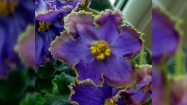 ФИАЛКИ. 200 ФОТО ФИАЛОК С НАЗВАНИЯМИ СОРТОВ. смотреть онлайн