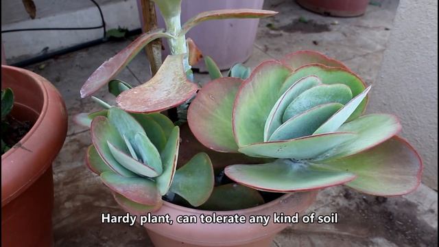 The Flowering Succulent: Flapjack / Kalanchoe Thyrsiflora / Paddle Plant ( With English Subtitles) смотреть онлайн