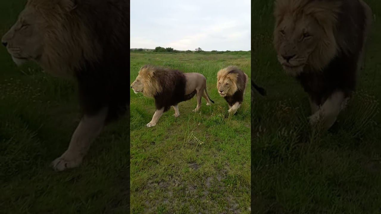 Lion Imperial march смотреть онлайн