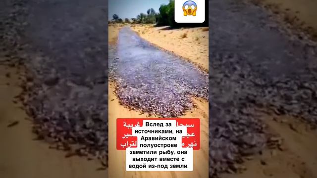 Часто пересылаемое видео. смотреть онлайн
