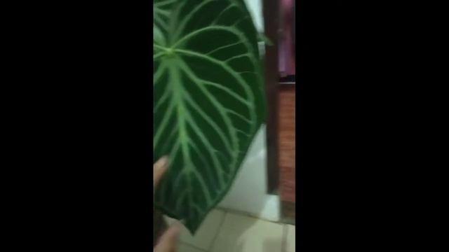 ANTHURIUM SILVER HOPE смотреть онлайн
