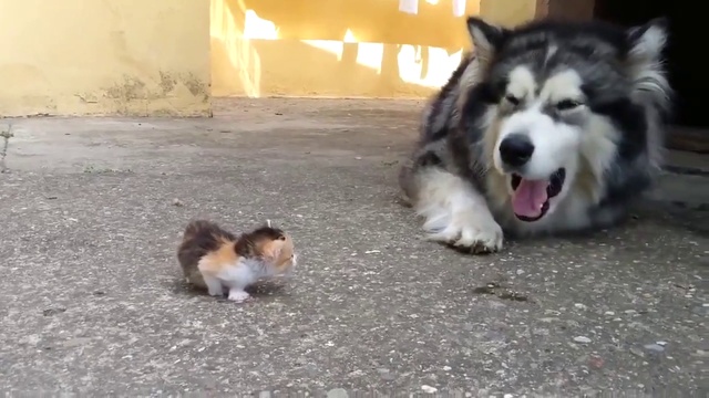 Большой котенок и маленькая собака смотреть онлайн