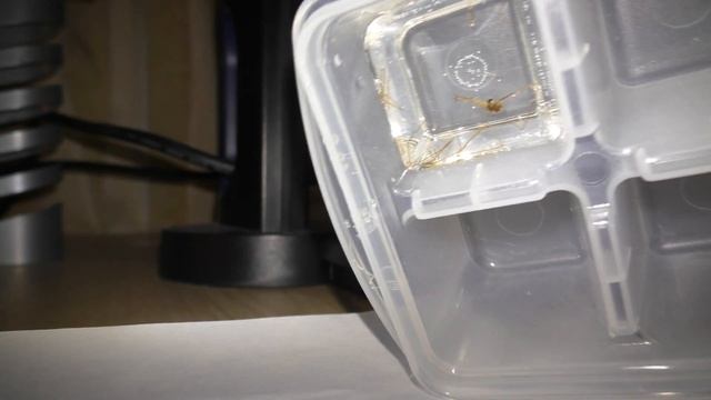 Насекомые в ЭПОКСИДНОЙ СМОЛЕ \\ How To Encapsulate Insects In EpoxyResin