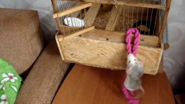 Крыса выполняет команды! Умный крысенок. смотреть онлайн