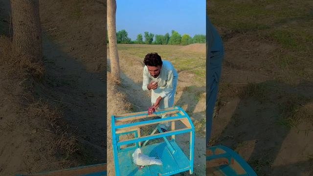 Bolny Wala kabutr?️Or Bhulakar Choudary?Wait For End? смотреть онлайн